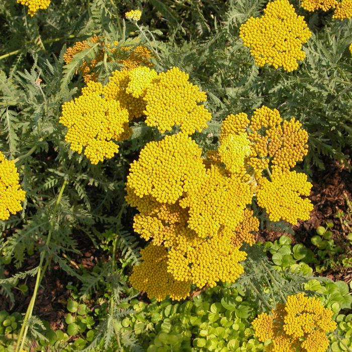 'Coronation Gold' Yarrow - Achillea from Keathly Nursery