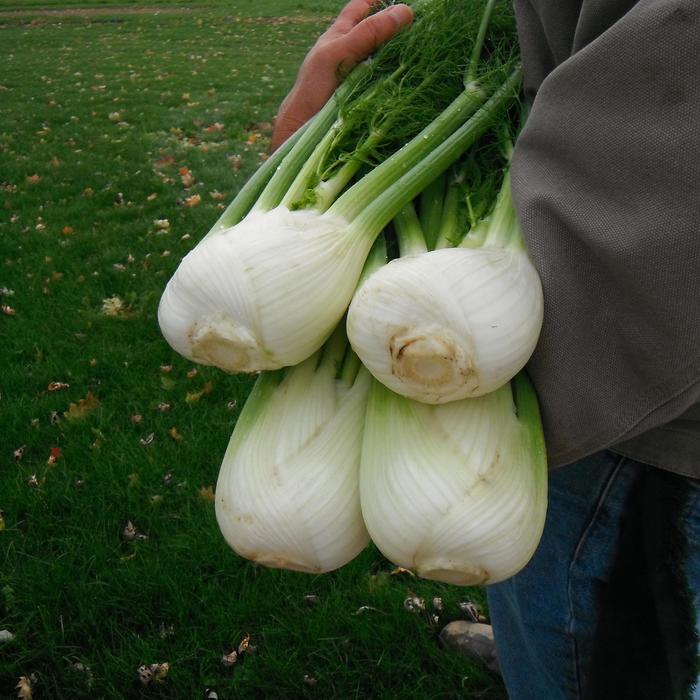 'Antares' Fennel - Foeniculum vulgare from Keathly Nursery