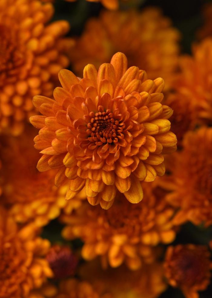 ORANGE Garden Mum - Chrysanthemum x morifolium from Keathly Nursery
