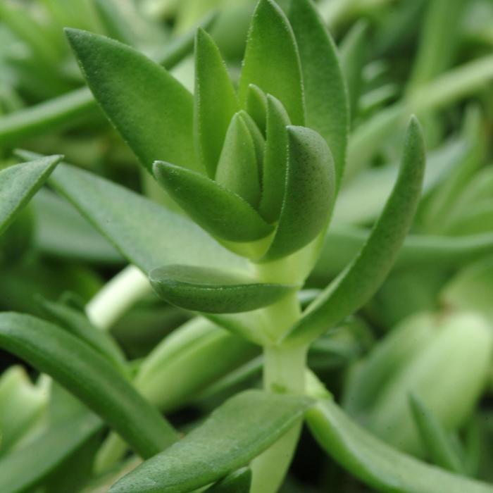 Shark's Tooth - Crassula corymbulosa from Keathly Nursery