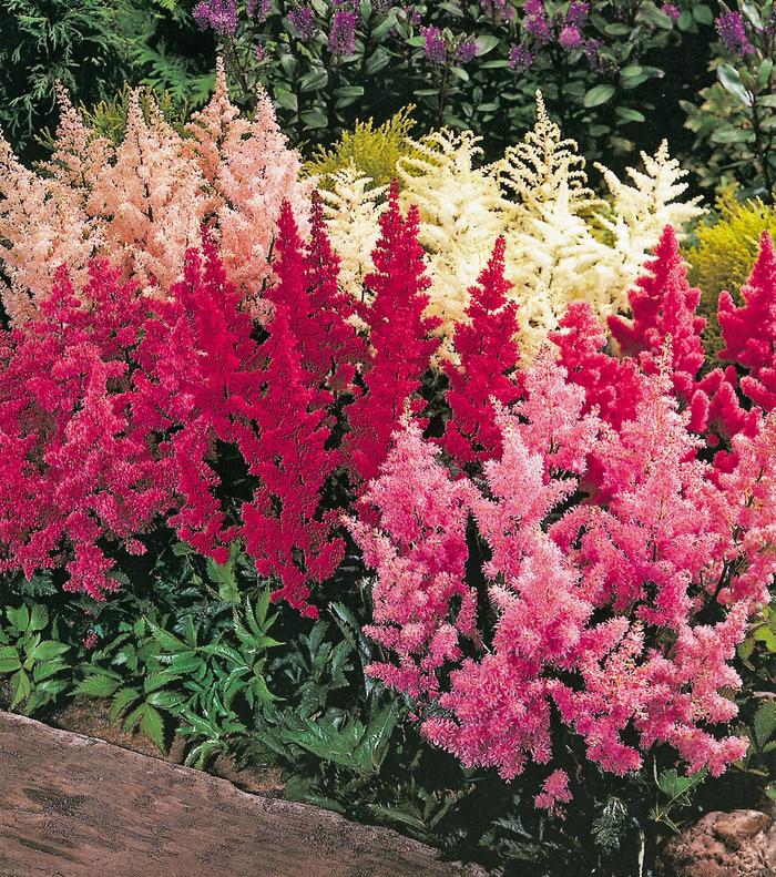 Assorted, False Spirea - Astilbe from Keathly Nursery