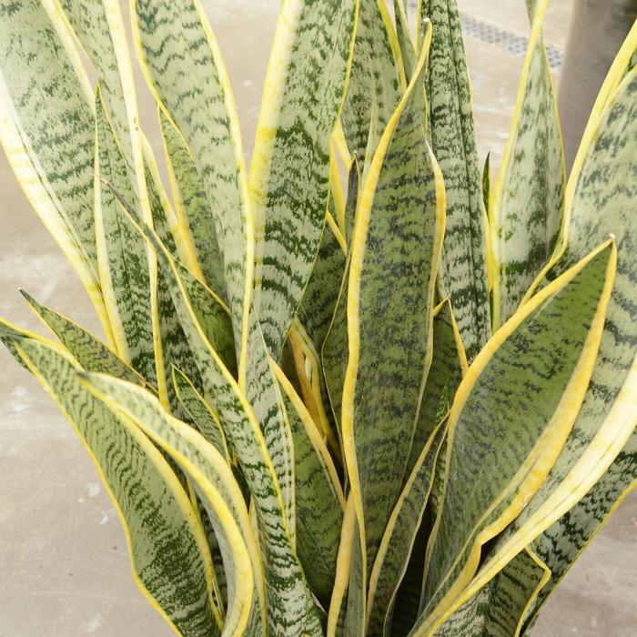 Snake Plant - Sansevieria laurentii from Keathly Nursery