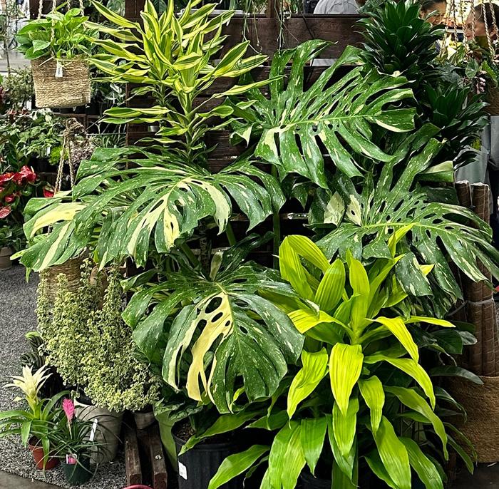 'Thai Constellation' - Monstera deliciosa from Keathly Nursery