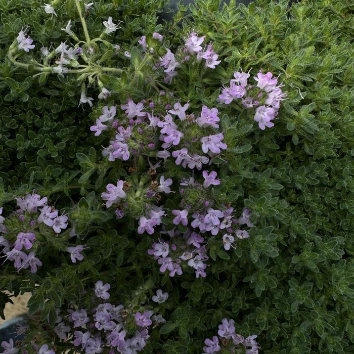'Pink Chintz' Thyme - Thymus serpyllum from Keathly Nursery