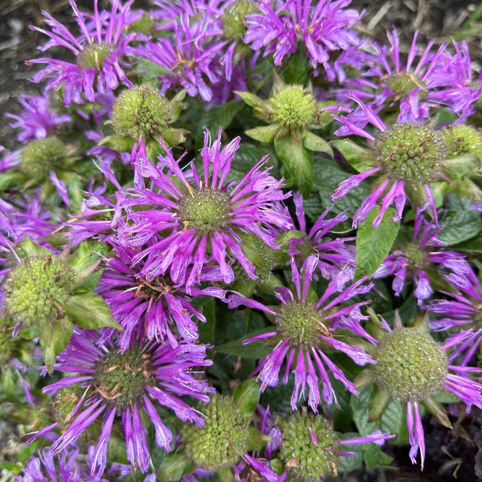 'Leading Lady Amethyst' Bee Balm - Monarda from Keathly Nursery