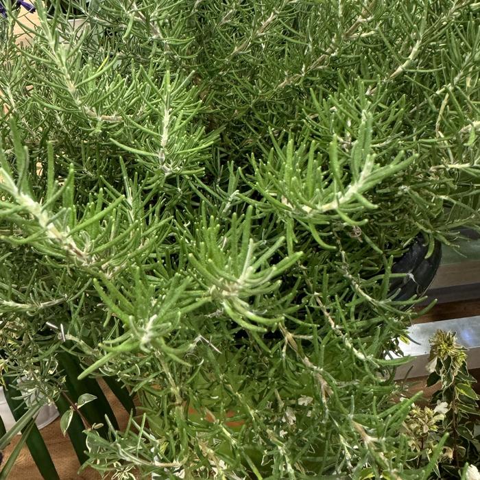 'Chef's Choice&reg;' Rosemary - Rosmarinus officinalis from Keathly Nursery