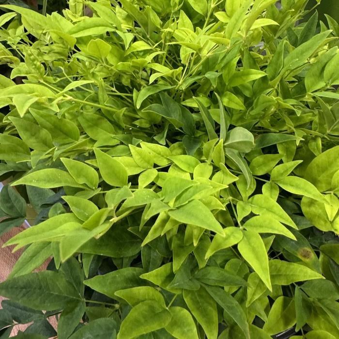 'Lemon Lime' Heavenly Bamboo - Nandina domestica from Keathly Nursery