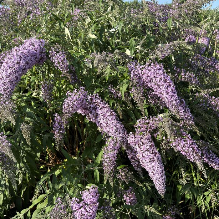 'Lilac Cascade' Butterfly Bush - Buddleia from Keathly Nursery