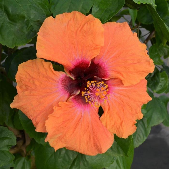 Hollywood Hibiscus&reg; Disco Diva&trade; - Hibiscus rosa-sinensis from Keathly Nursery