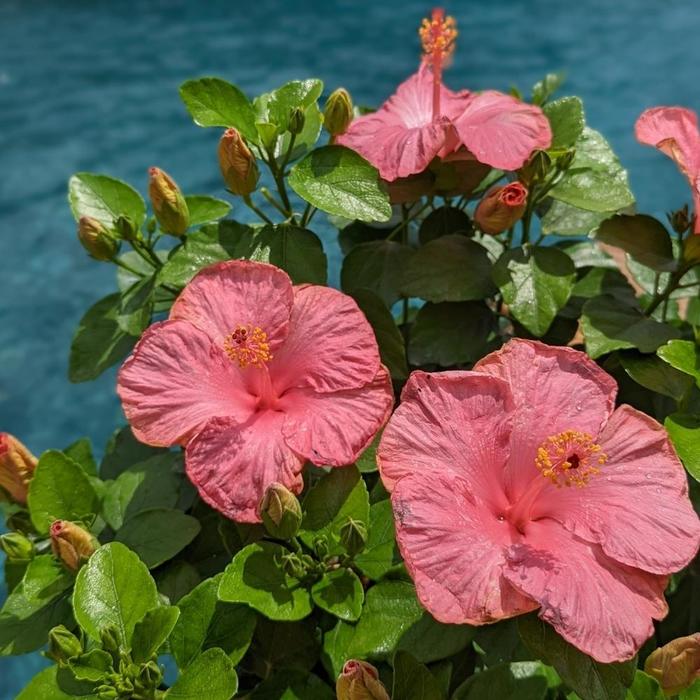 Hollywood Hibiscus&reg; First Lady&trade; - Hibiscus rosa-sinensis from Keathly Nursery