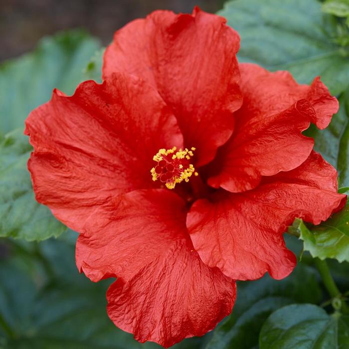 Hollywood Hibiscus&reg; First to Arrive&trade; - Hibiscus rosa-sinensis from Keathly Nursery