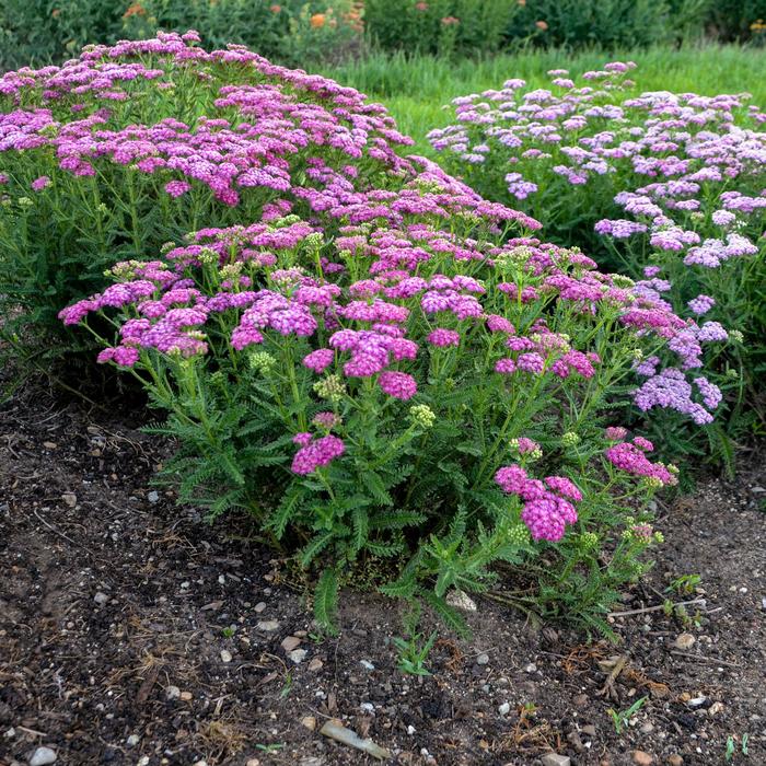 'Firefly Fuchsia' Yarrow - Achillea from Keathly Nursery