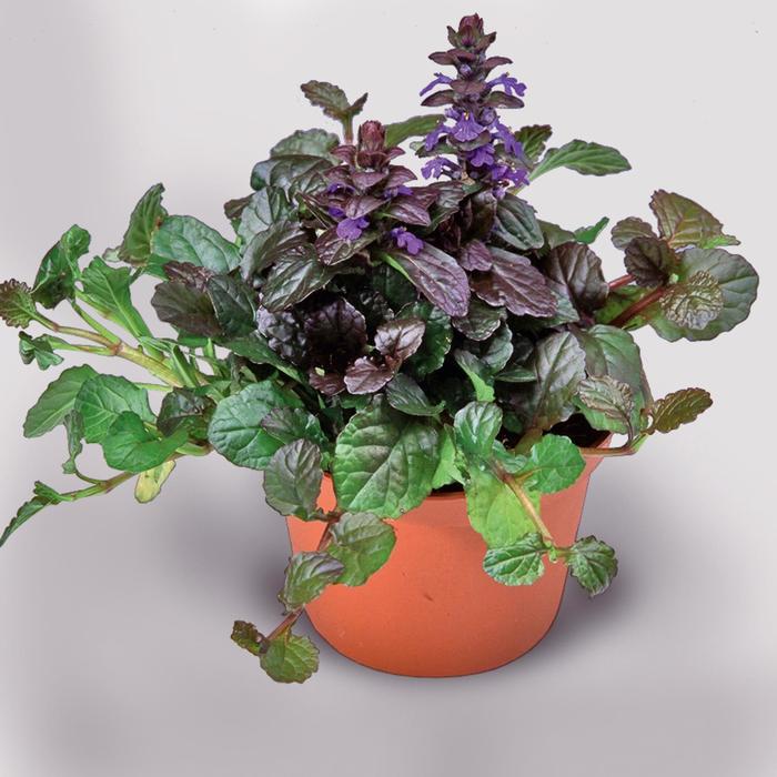 'Chocolate Chunk' Bugleweed - Ajuga x tenorii from Keathly Nursery