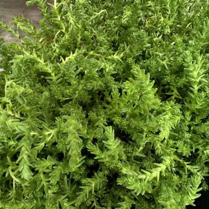 'Little Glow' Stonecrop - Sedum from Keathly Nursery