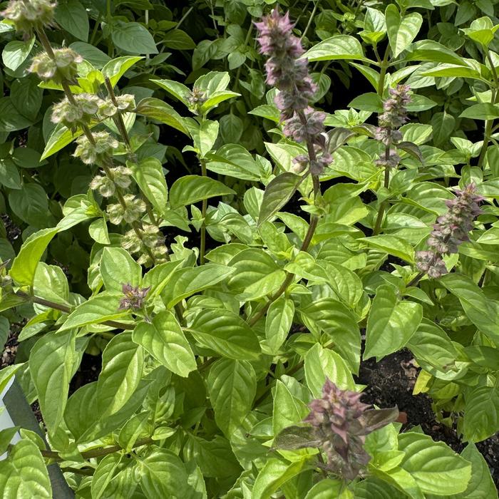 'Everleaf Lemon' Basil - Ocimum basilicum from Keathly Nursery
