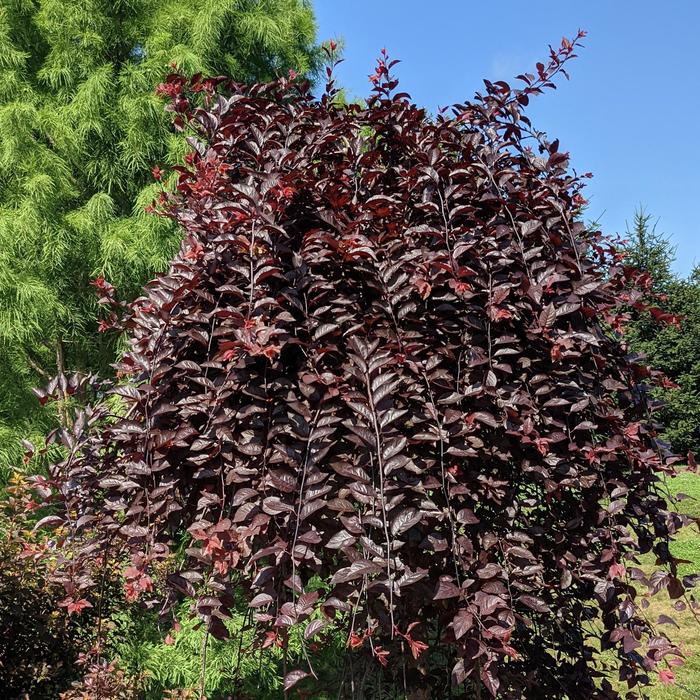 'Purple Plunge&reg;' Cherry - Prunus cerasifera from Keathly Nursery