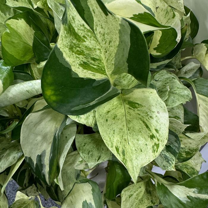 Ivory Knight&trade; Satin Pothos - Scindapsus pictus from Keathly Nursery