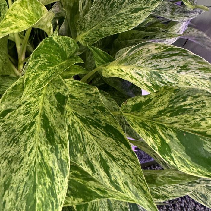 Marble Prince&trade; Satin Pothos - Scindapsus pictus from Keathly Nursery