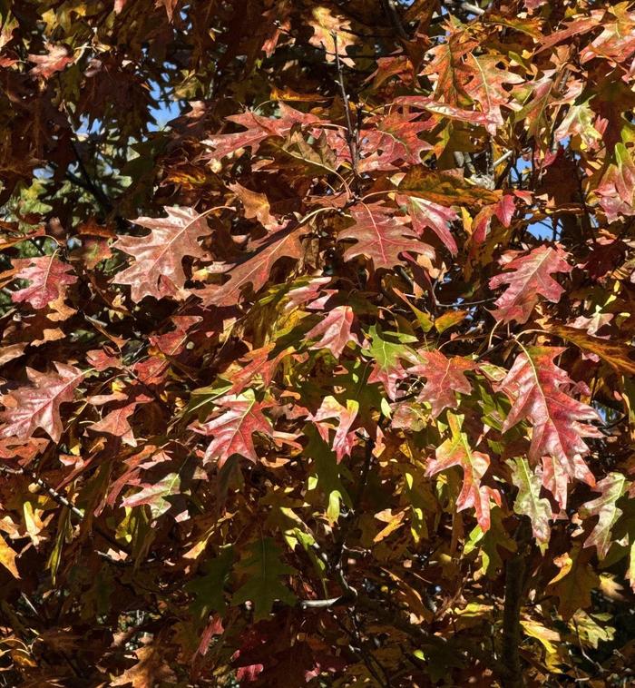 Northern Red Oak - Quercus rubra from Keathly Nursery