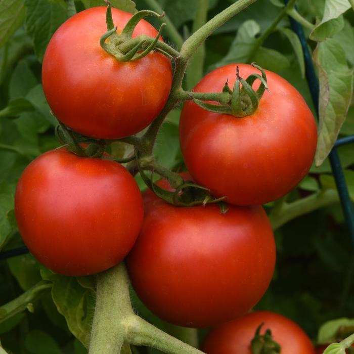 Tomato Plants - Solanum lycopersicon from Keathly Nursery
