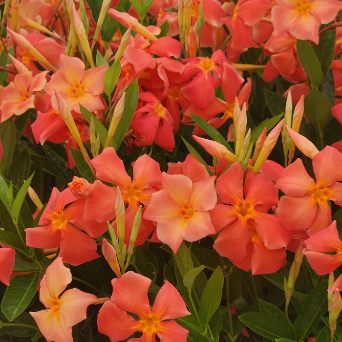 Sun Parasol&reg; Firedup&trade; Orange - Mandevilla from Keathly Nursery