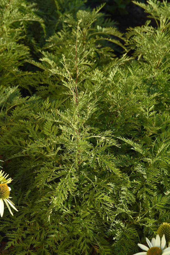 SunFern&trade; Arcadia - Artemisia gmelinii from Keathly Nursery