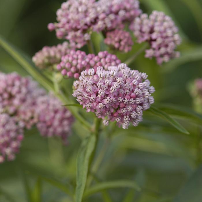 'Cinderella' Butterfly Flower - Asclepias incarnata from Keathly Nursery