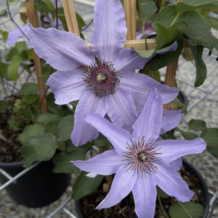 'Blue Ravine' - Clematis from Keathly Nursery