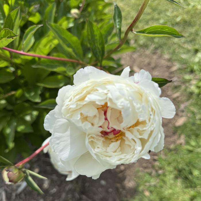 'Monsieur Dupont' Garden Peony - Paeonia lactiflora from Keathly Nursery