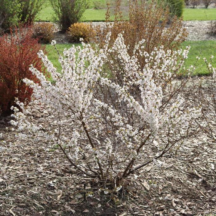 Easy as Pie&reg; Bush Cherry - Prunus x from Keathly Nursery