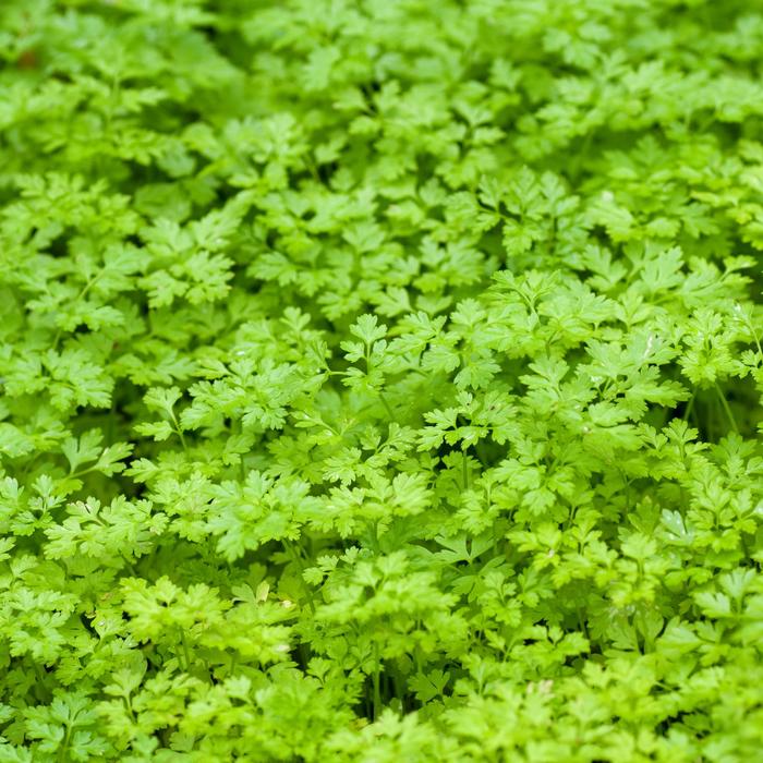 'Vertissimo' Chervil - Anthriscus cerefolium from Keathly Nursery