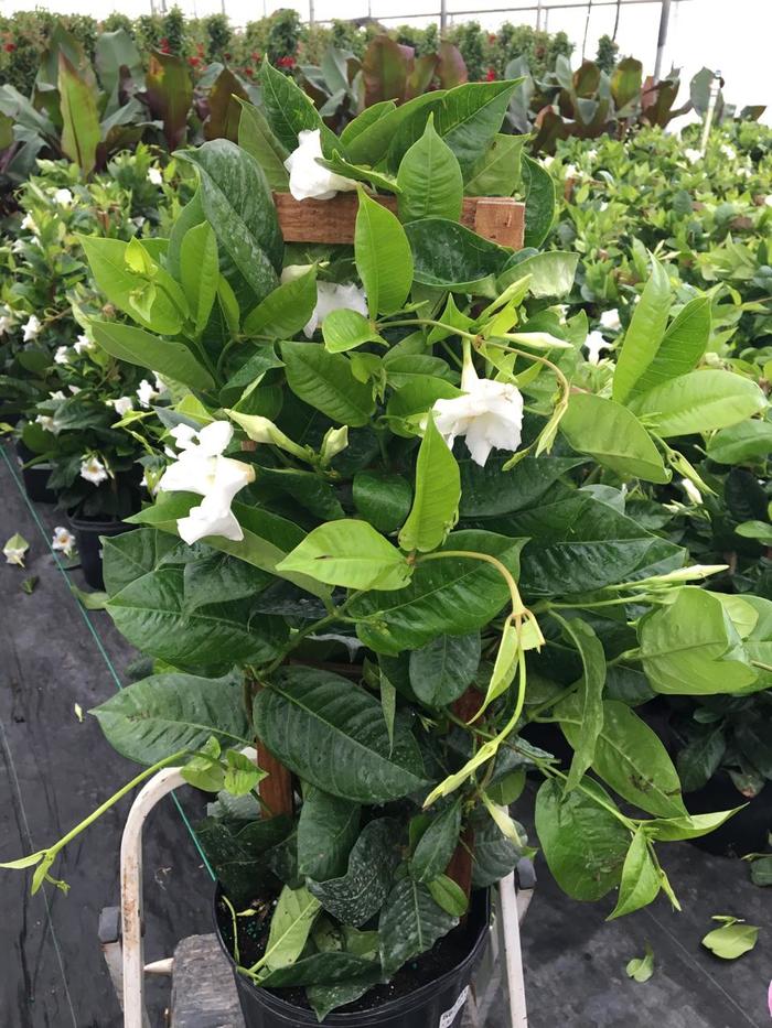 White Mandevilla - Mandevilla from Keathly Nursery