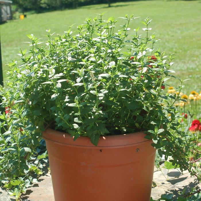'Julep' Spearmint - Mentha spicata from Keathly Nursery