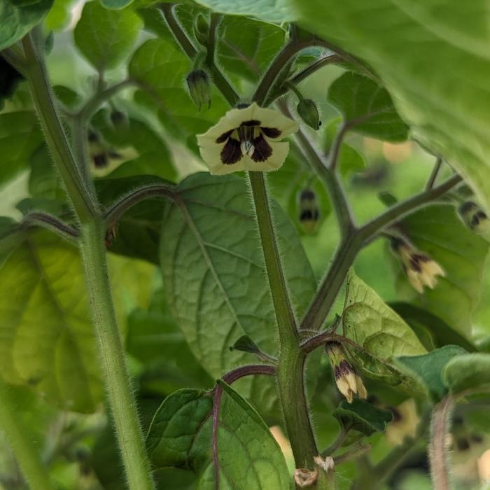 Ground Cherry - Physalis pruinosa from Keathly Nursery