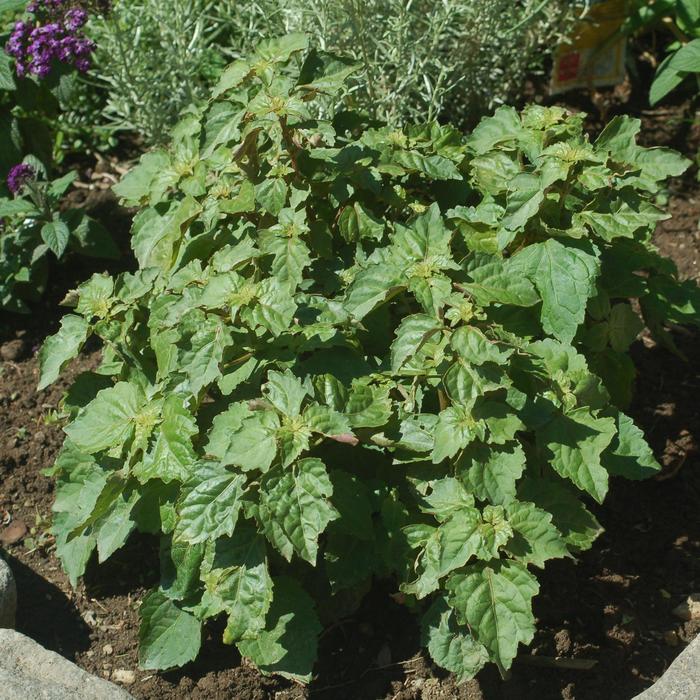 Patchouli - Pogostemon heyneanus from Keathly Nursery