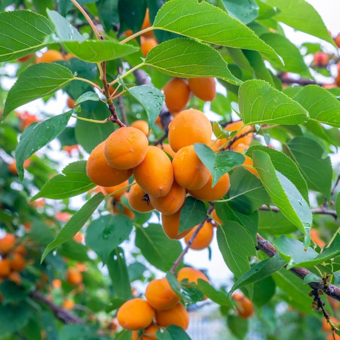 'Goldbar' Apricot - Prunus from Keathly Nursery