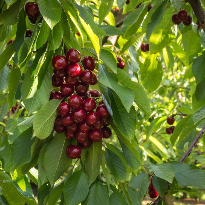 BlackGold&trade; Sweet Cherry - Prunus avium from Keathly Nursery