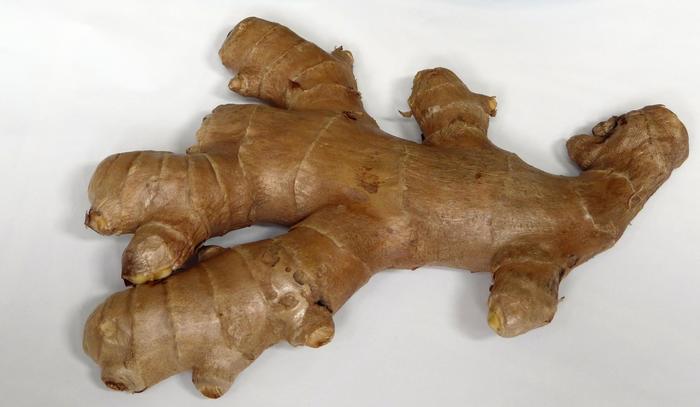 Common Ginger - Zingiber officinale from Keathly Nursery