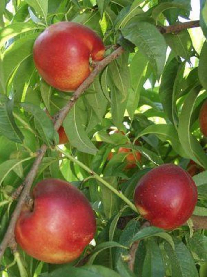 'Independence' Nectarine - Prunus persica var. nucipersica from Keathly Nursery