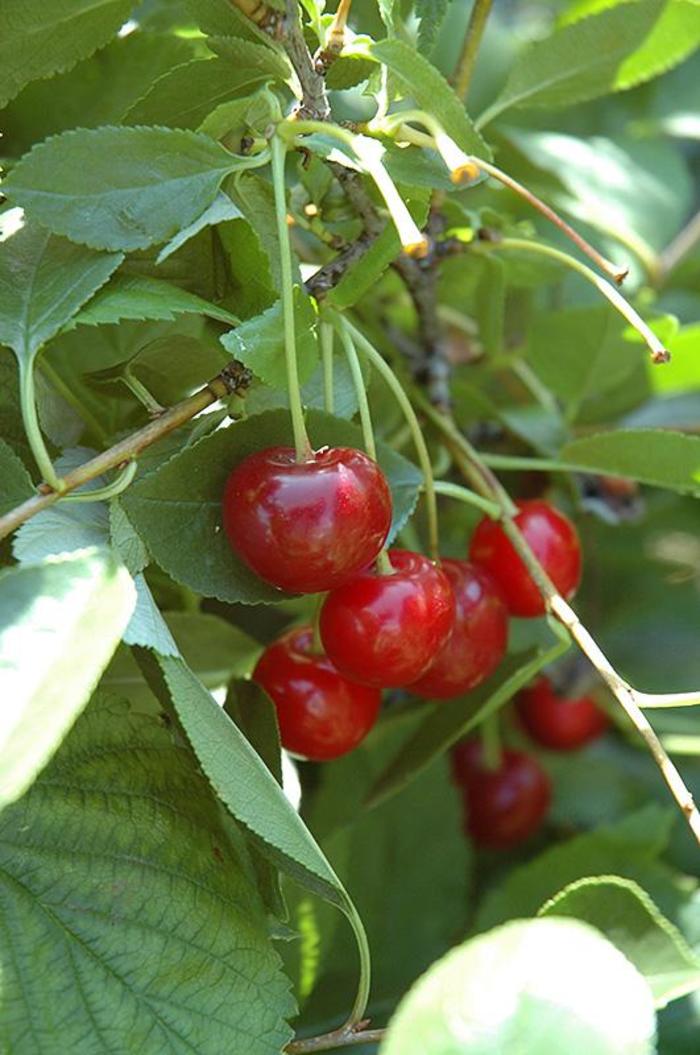 Romance 'Crimson Passion' Dwarf Sour Cherry - Prunus cerasus from Keathly Nursery