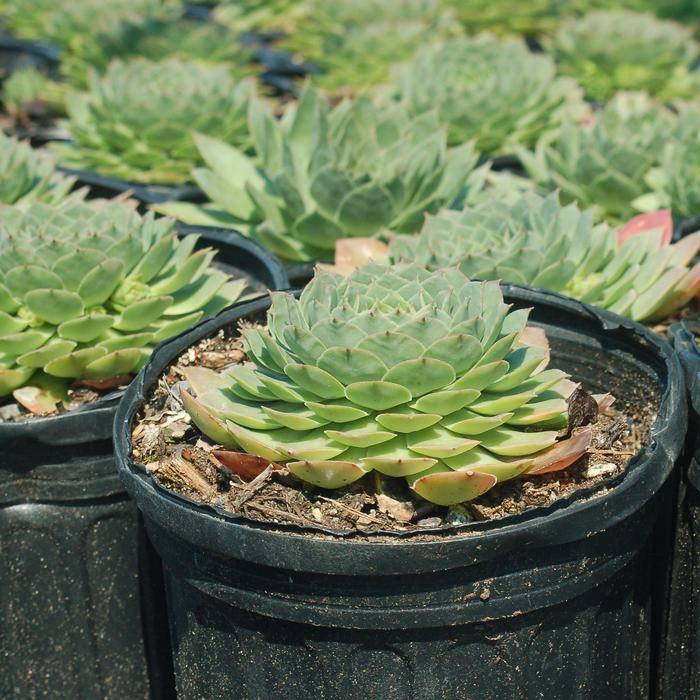 'Carmen' Hen & Chicks - Sempervivum from Keathly Nursery