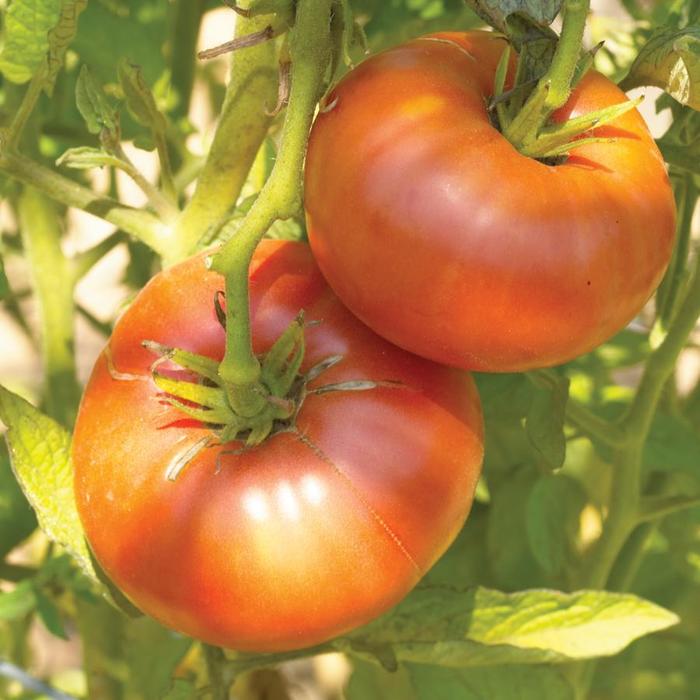 'Brandywine' Tomato - Lycopersicon from Keathly Nursery