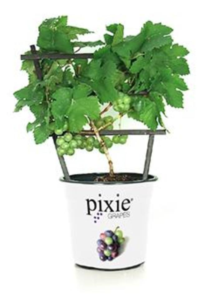 Pixie® 'Riesling' Grape - Vitis vinifera from Keathly Nursery