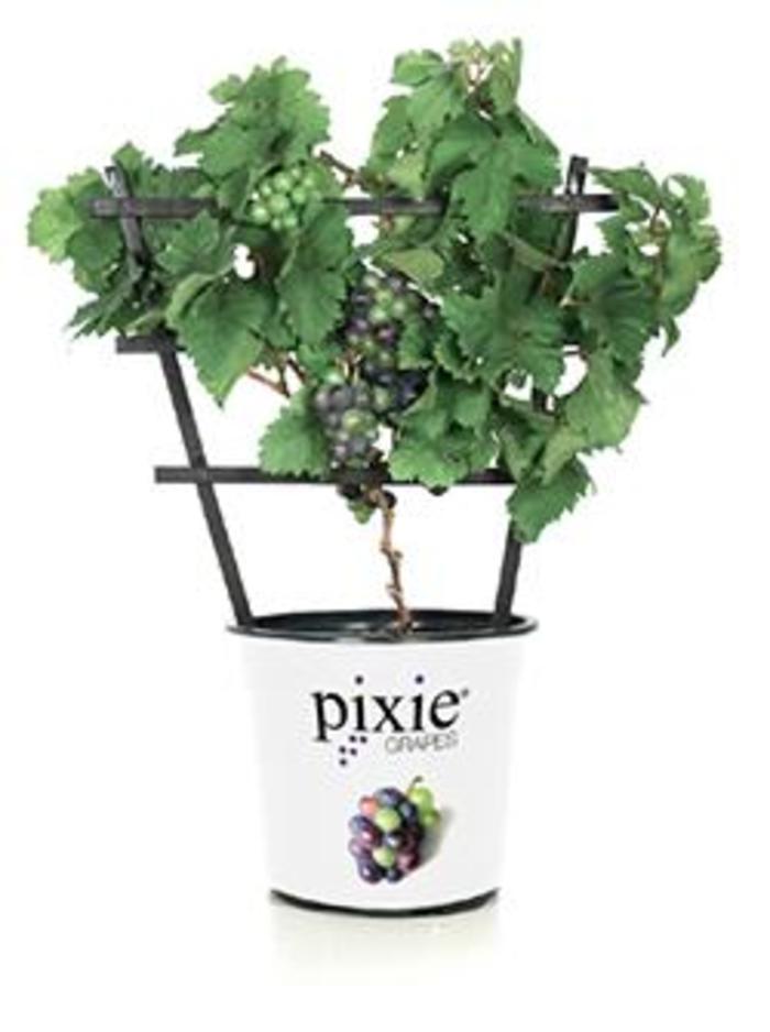 Pixie&reg; 'Pinot Meunier Purple' Dwarf Grape - Vitis vinifera from Keathly Nursery