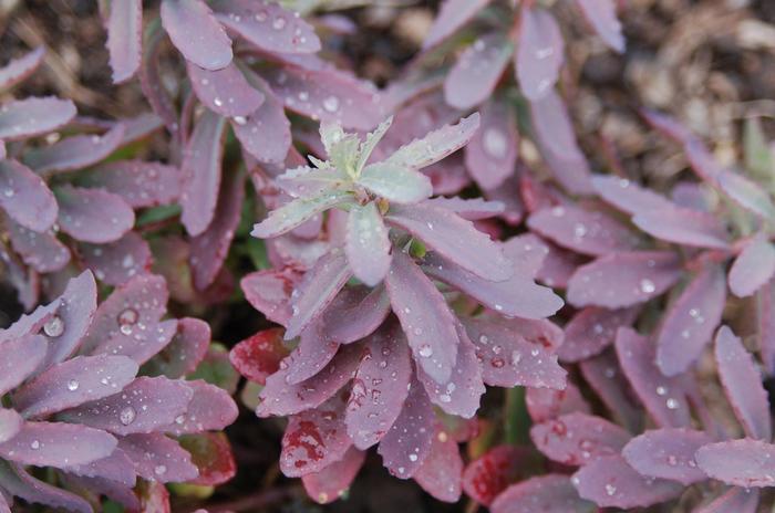 'Plum Perfection' Stonecrop - Sedum from Keathly Nursery