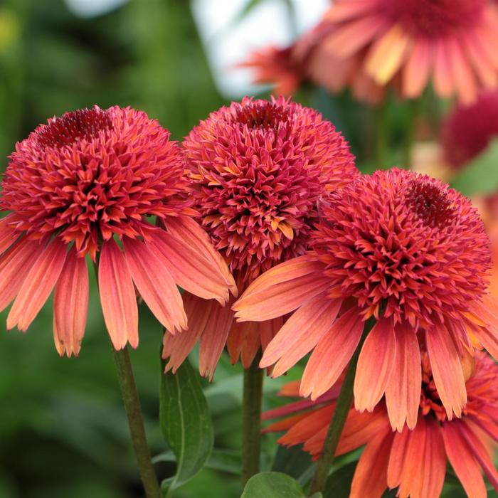 'Carrot Cake' Coneflower - Echinacea from Keathly Nursery