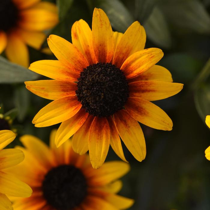 'Suntacular' Black Eyed Susan - Rudbeckia from Keathly Nursery