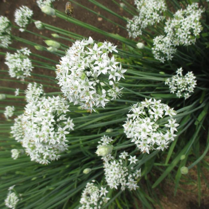 'Geisha' Garlic Chives - Allium tuberosum from Keathly Nursery