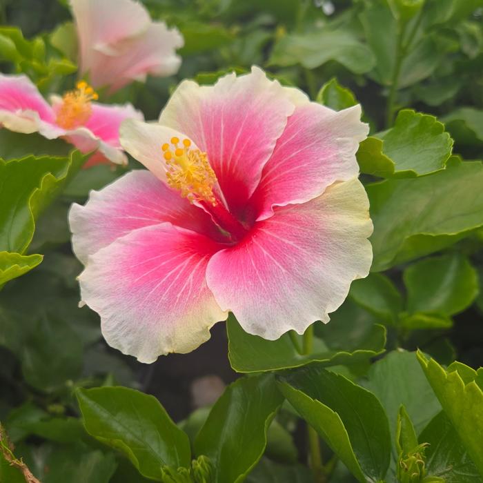 Hollywood Hibiscus&reg; Series - Hibiscus rosa-sinensis from Keathly Nursery