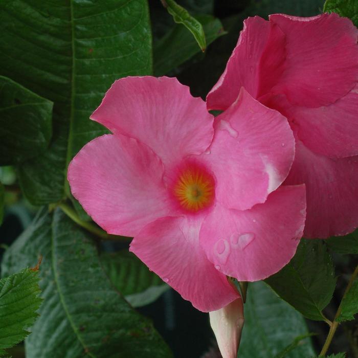 Yellow Mandevilla - Mandevilla from Keathly Nursery